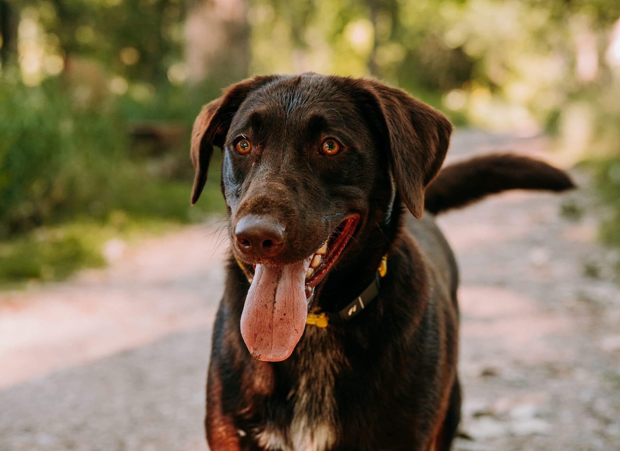 Doggie Door Collar: The Ultimate Convenience for Pet Owners