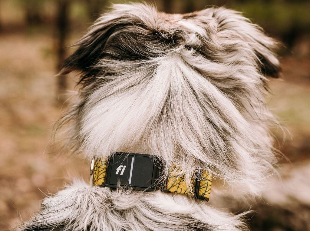 Paracord Dog Collar