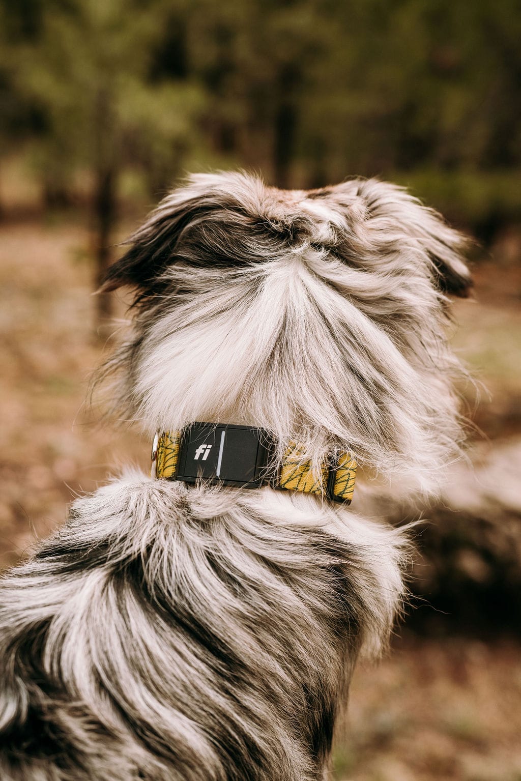 head halter for dogs