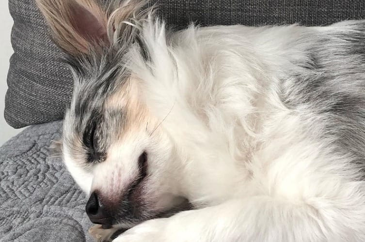 Why Do Dogs Run in Their Sleep