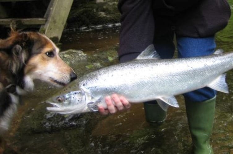 Best Salmon Dog Food for Skin Allergies