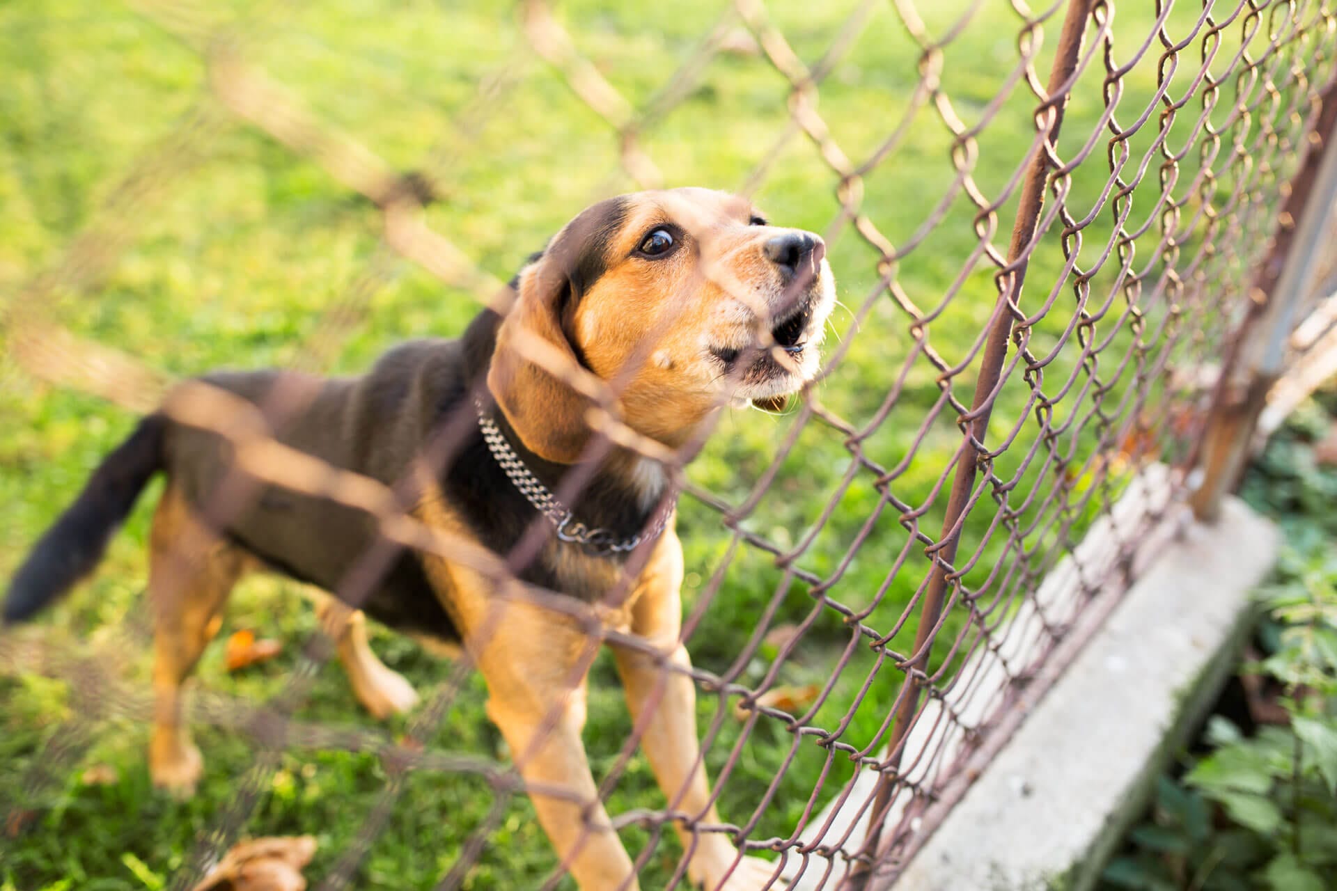 Can You Have a Dog Without a Fence?