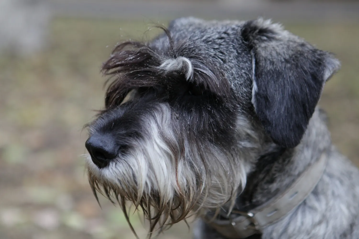 Idaho Shag 