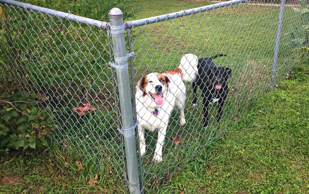 Can Dogs Breed Through a Fence?