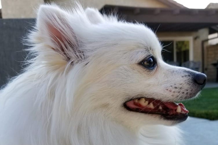 Are Pomeranians Smart