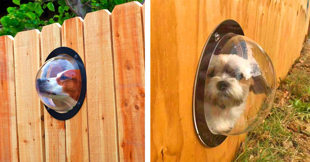 Dog Fence Bubble