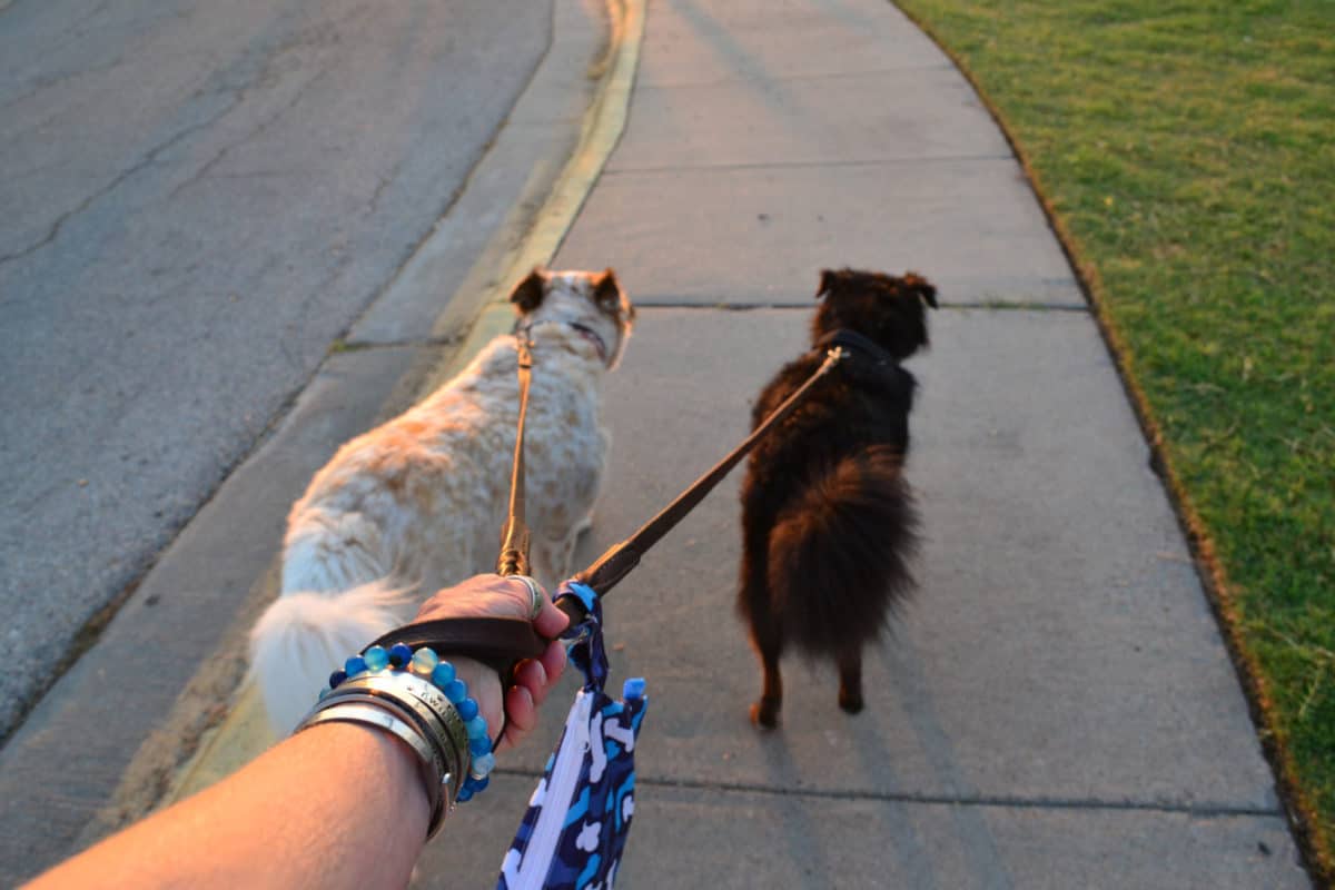 How to Walk Two Dogs at Once