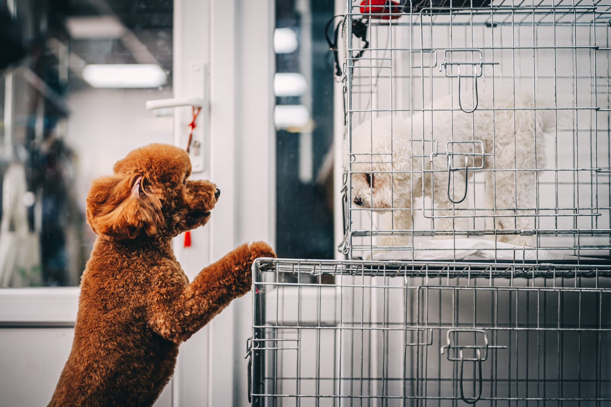 Easy Steps for Successful Puppy Crate Training