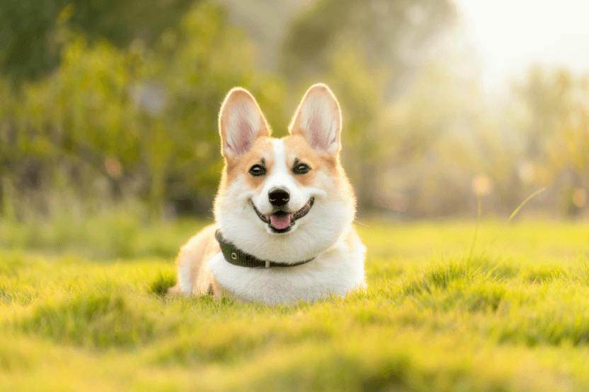 Understanding Vitamin D for Dogs Benefits and Sources