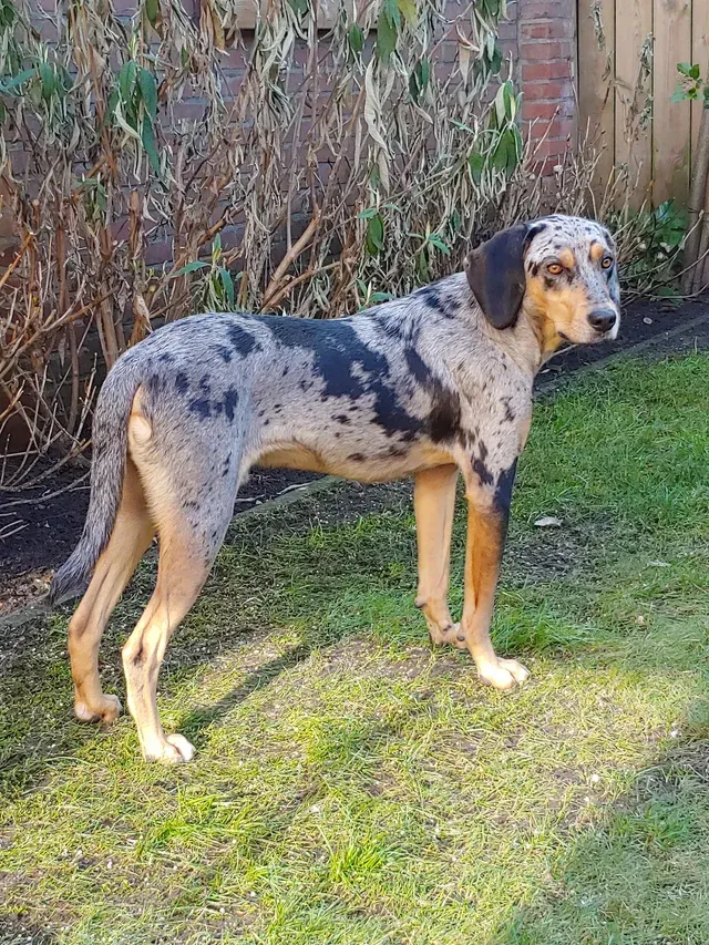 Catahoula Leopard Dogs That Are More Colorful