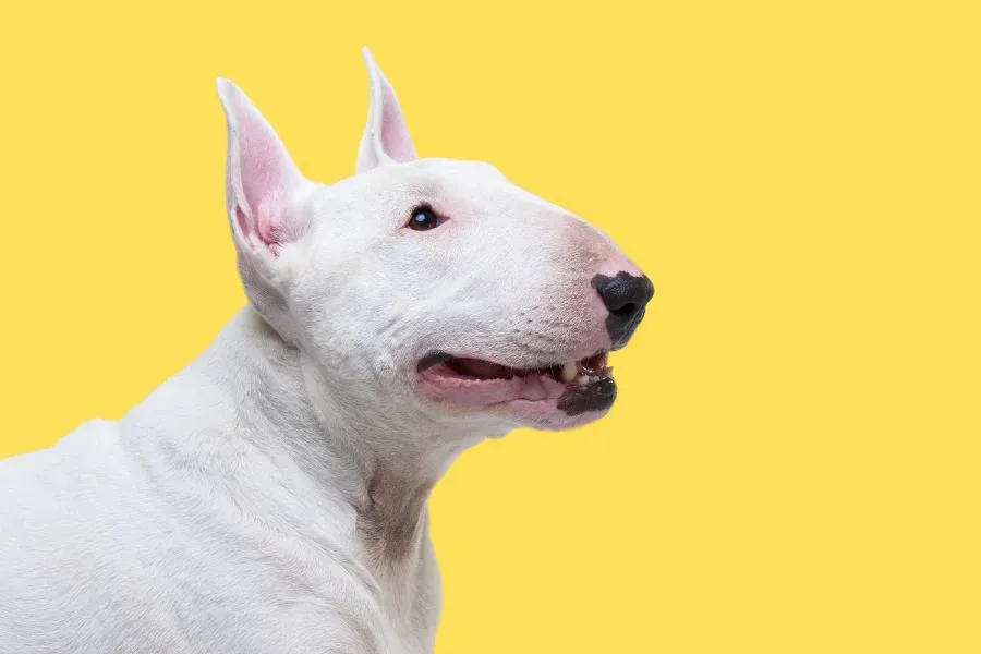 Do Bull Terriers Have Breathing Problems