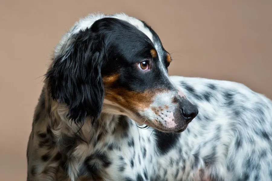 Are English Setters Hypoallergenic