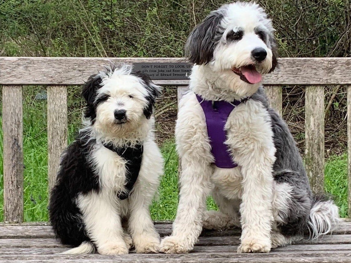 Are Bordoodles a Good Breed for Families?