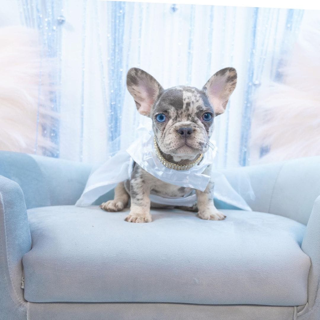 French Bulldogs That Will Steal Your Heart With a Single Snort