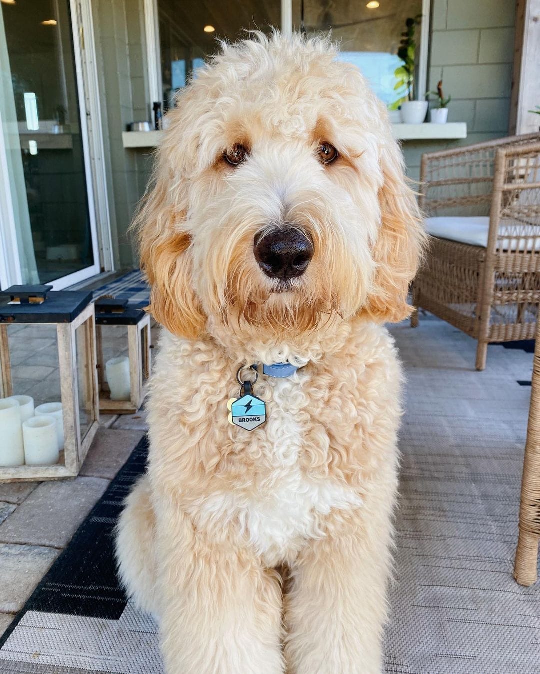 Goldendoodles With Curls So Perfect