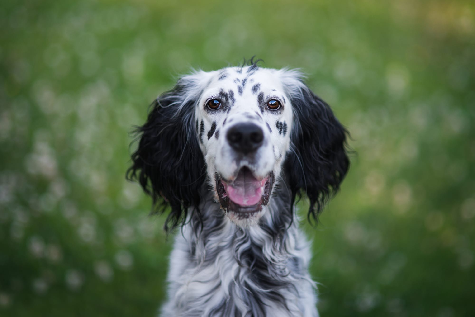 Are English Setters Good Family Dogs