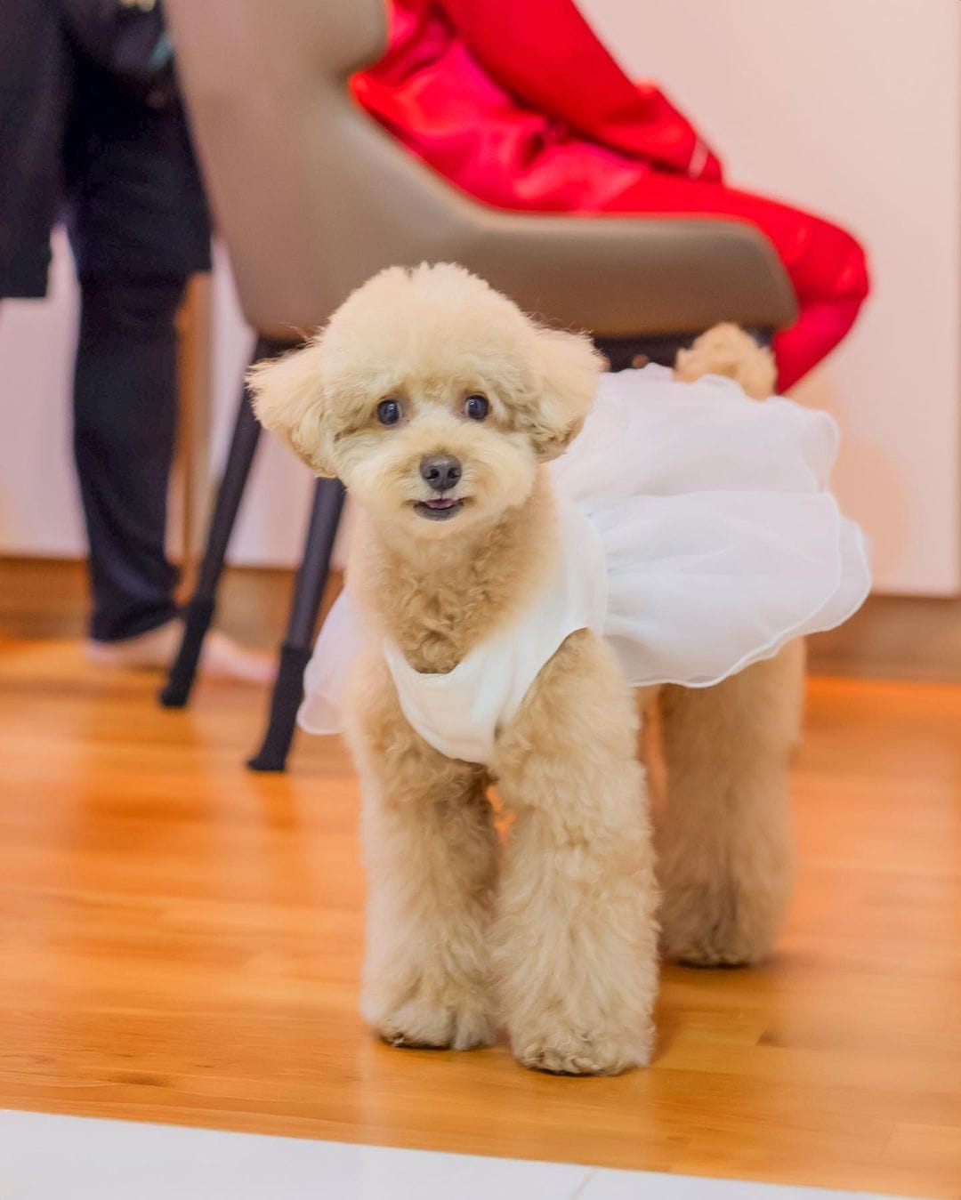 Poodles Who Are Redefining Elegance in the Dog World