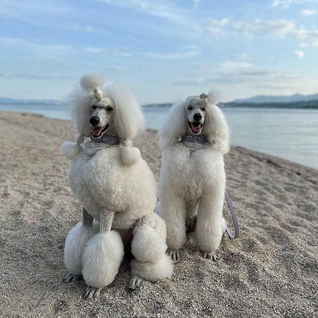 Poodles With Personalities That Shine