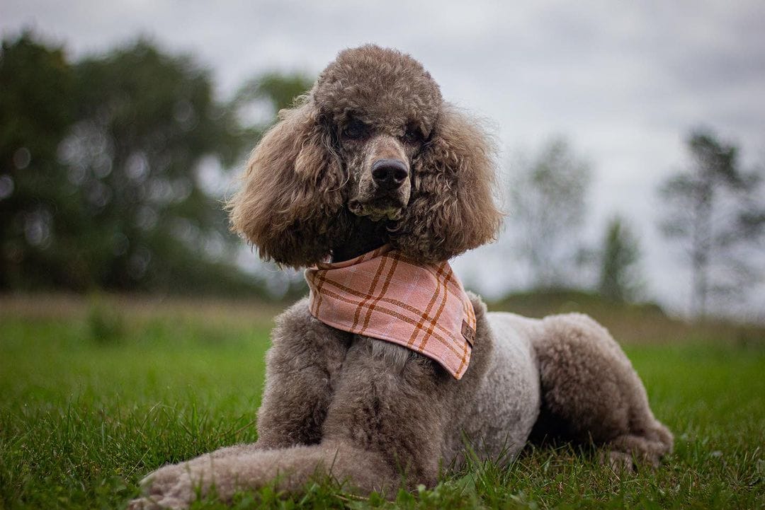 Poodles Who Are Redefining Elegance in the Dog World