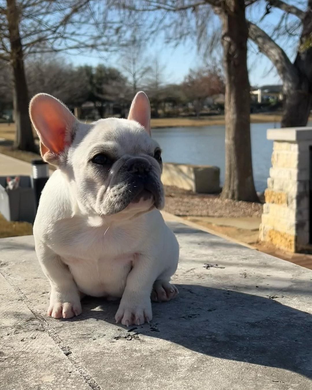 French Bulldogs That Will Steal Your Heart With a Single Snort