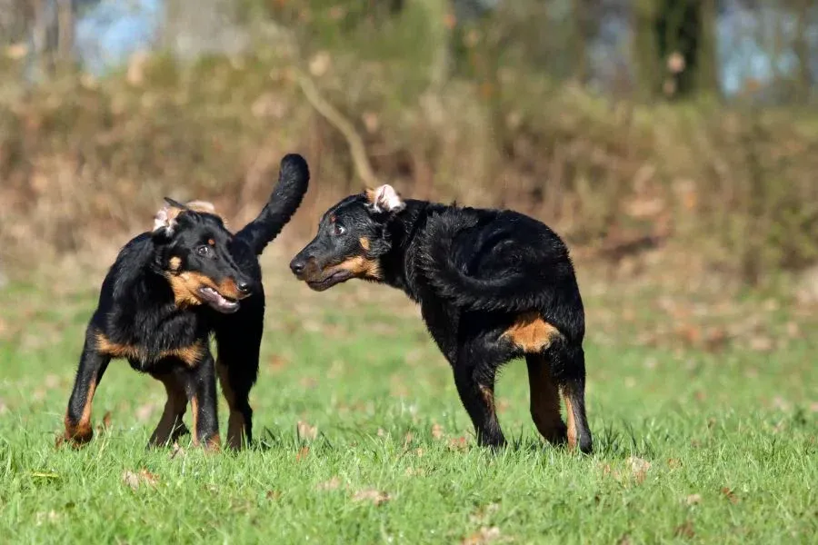 Are Beauceron Good with Other Dogs?