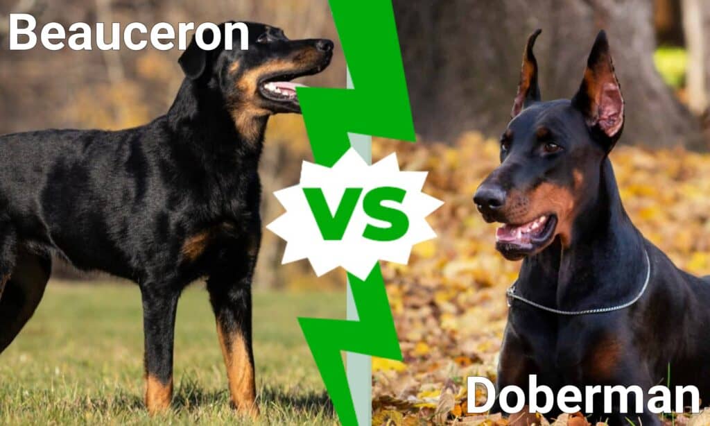 Are Beauceron Related to Doberman
