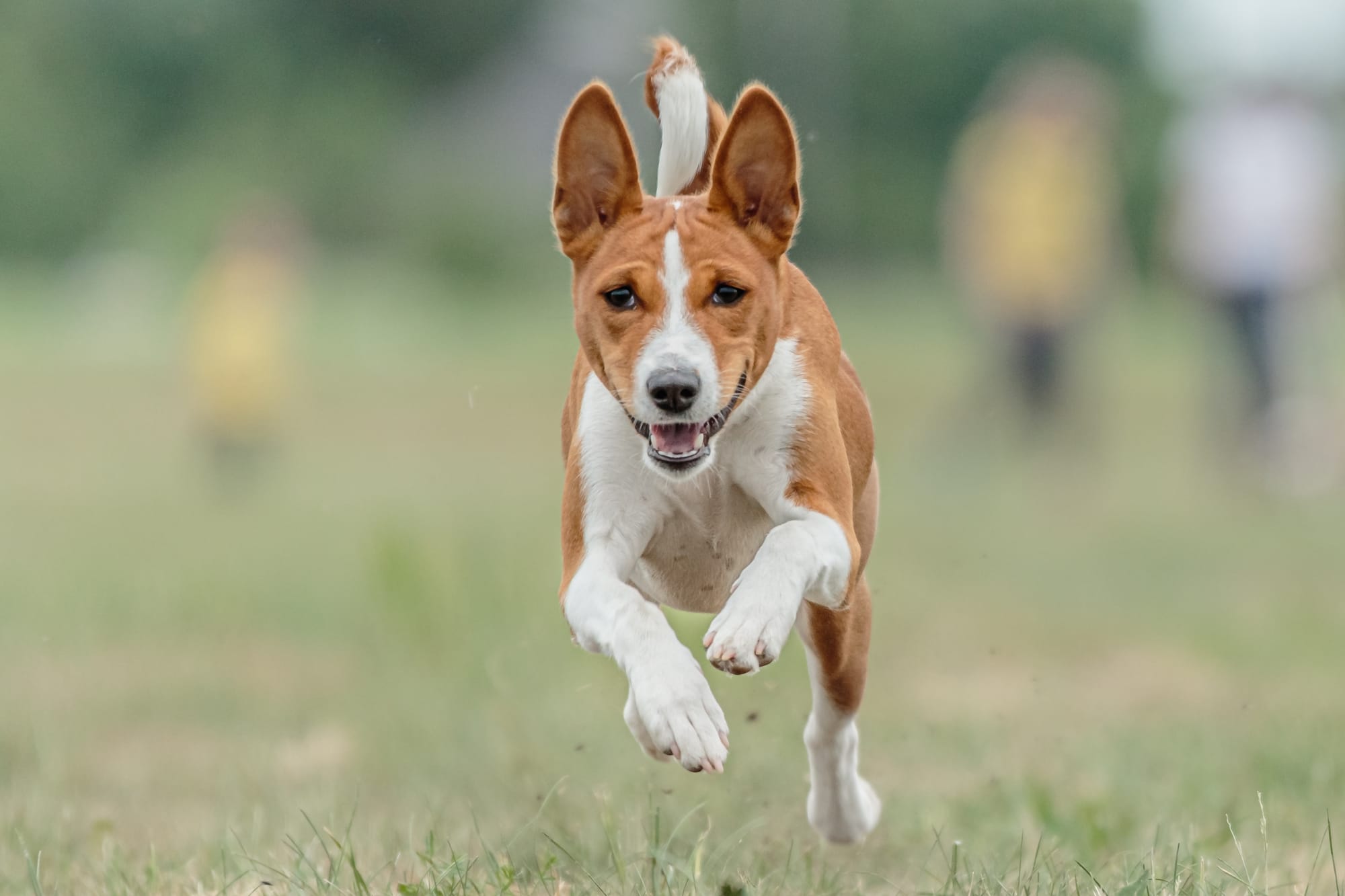 Are Basenji Good for First Time Owners? Explore the Reasons!