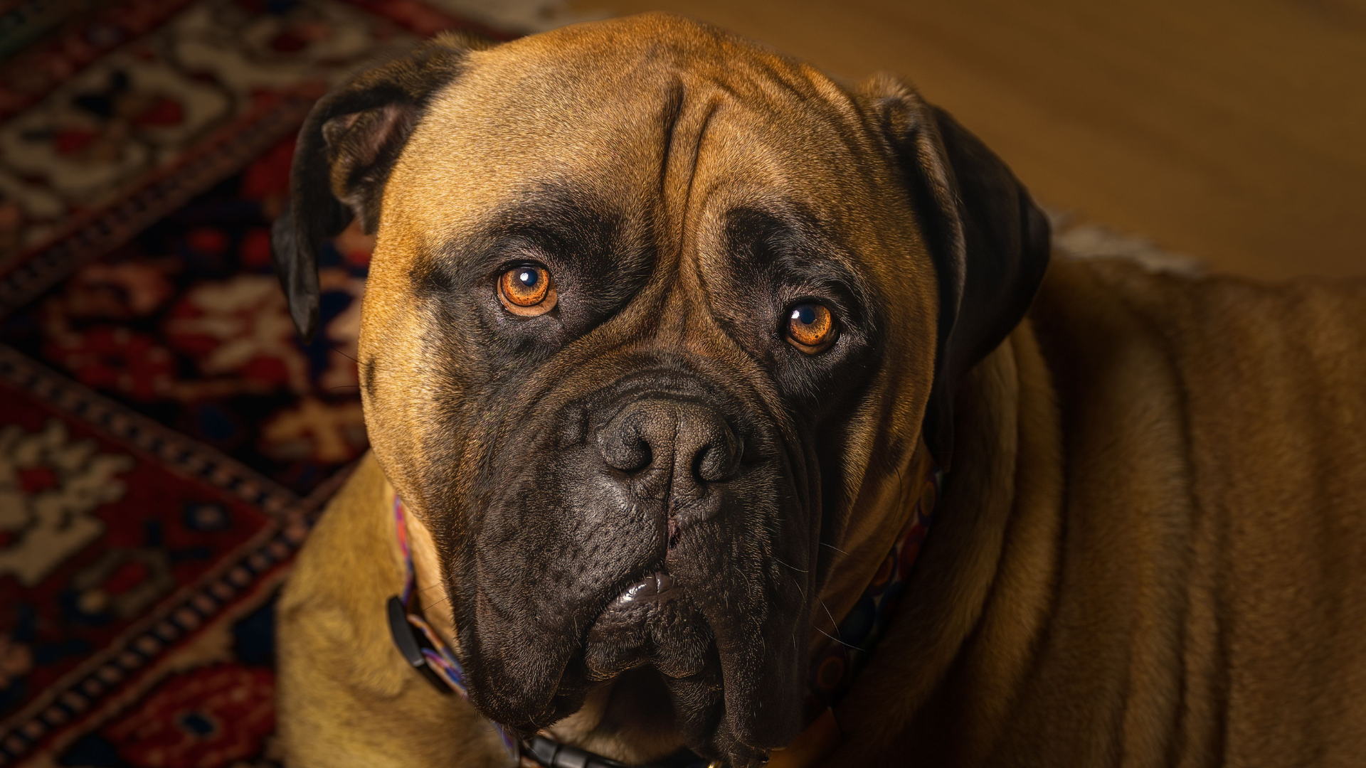 Brown bullmastiff hi-res stock photography and images - Alamy