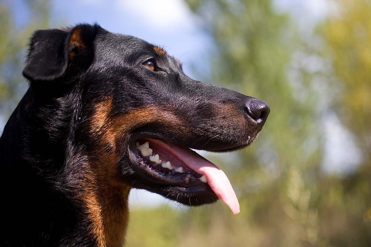 Are Beaucerons Aggressive?
