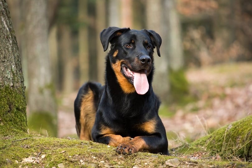 Are Beauceron Ears Cropped?