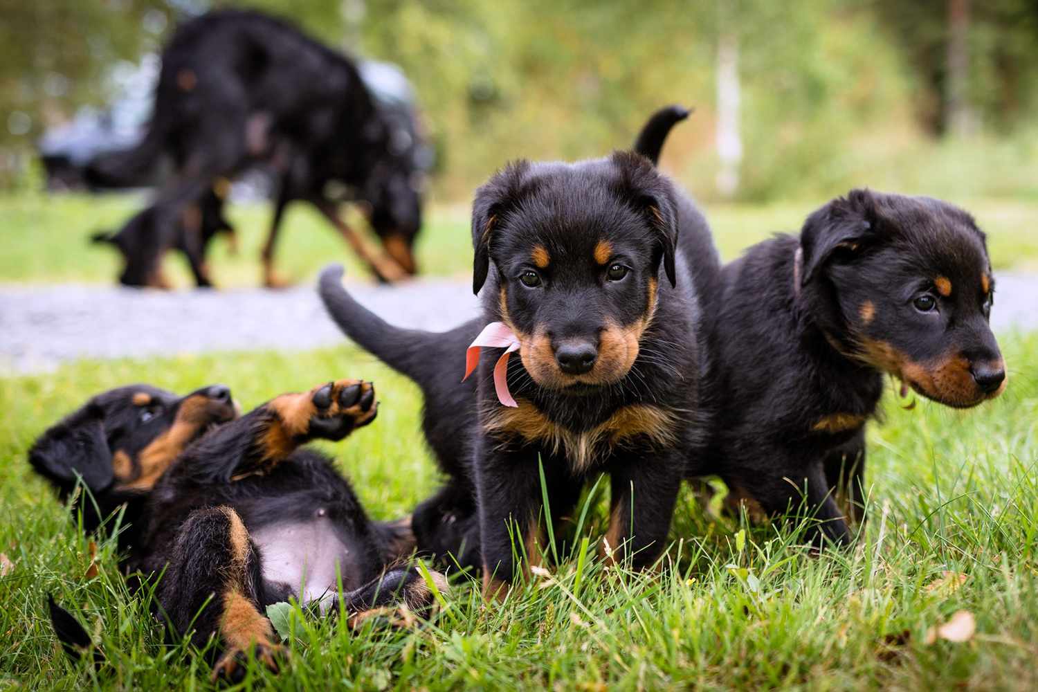 Beauceron puppies sale for sale