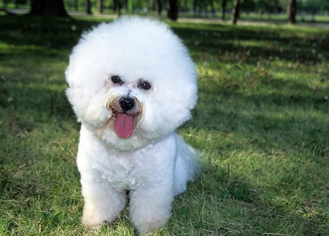 Are Bichon Frise Barkers?