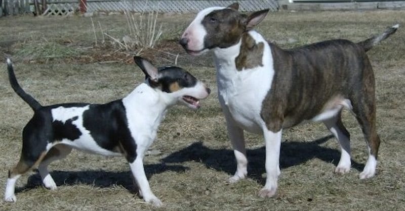 Mini Bull Terrier vs Bull Terrier