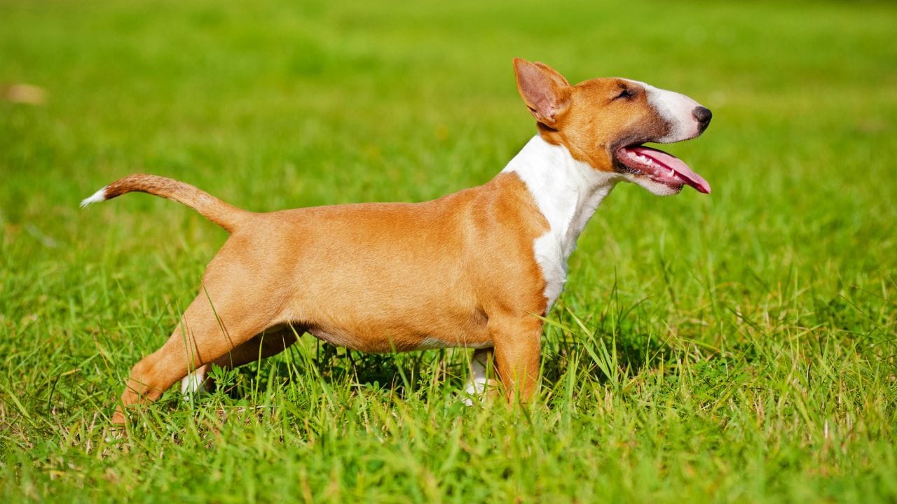 Enhanced fencing for Bull Terrier