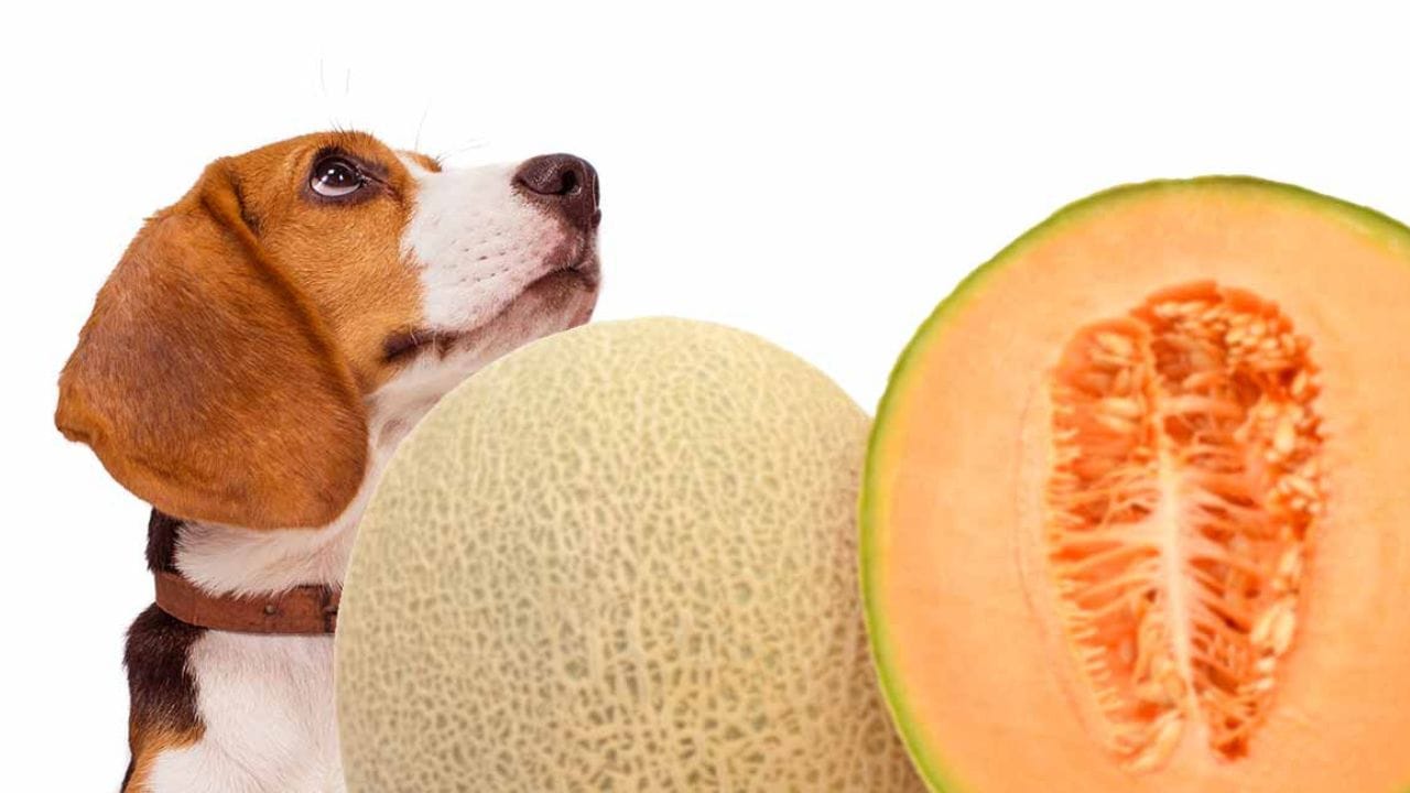 Can Dogs Have Cantaloupe