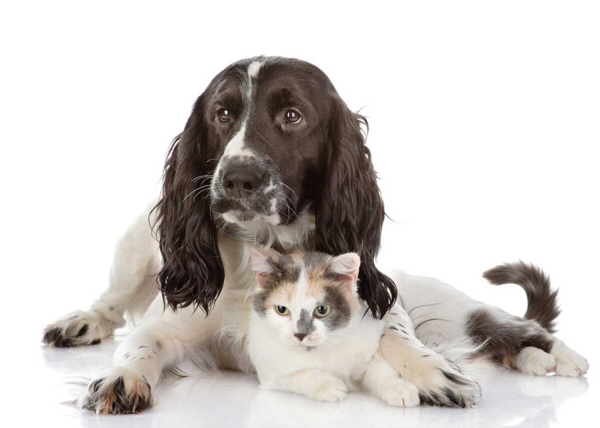 Are English Setters Good with Cats