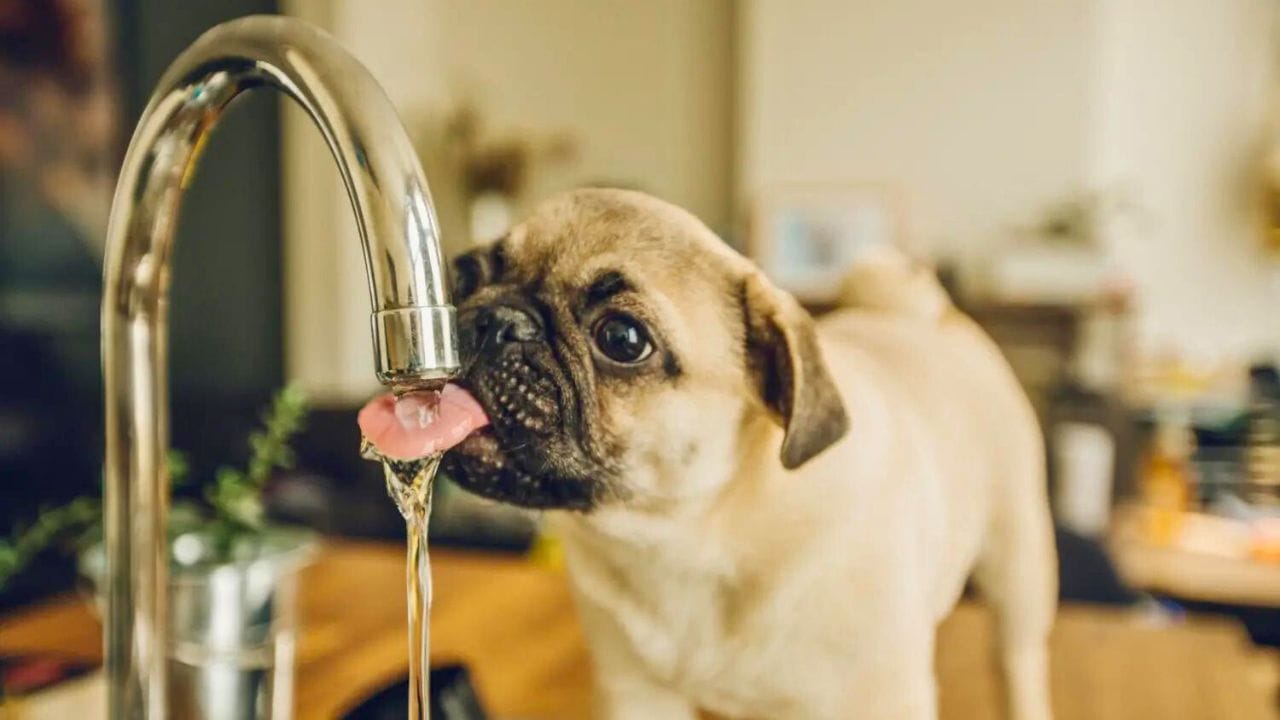 Get My Dog To Drink More Water