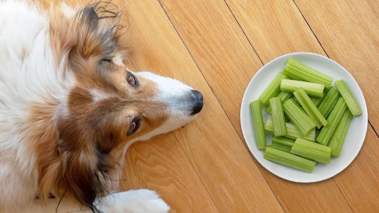Can Dogs Have Celery