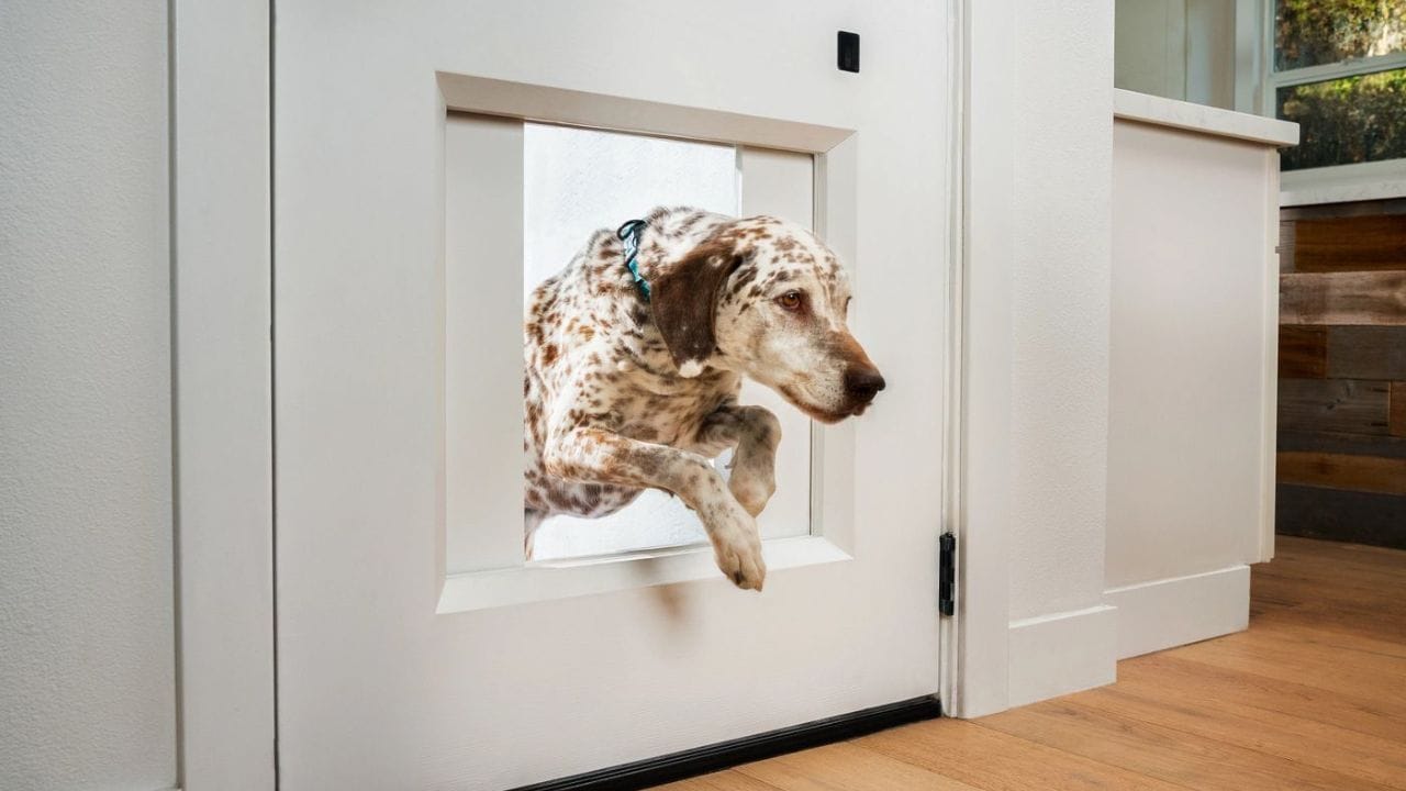 Best Dog doors
