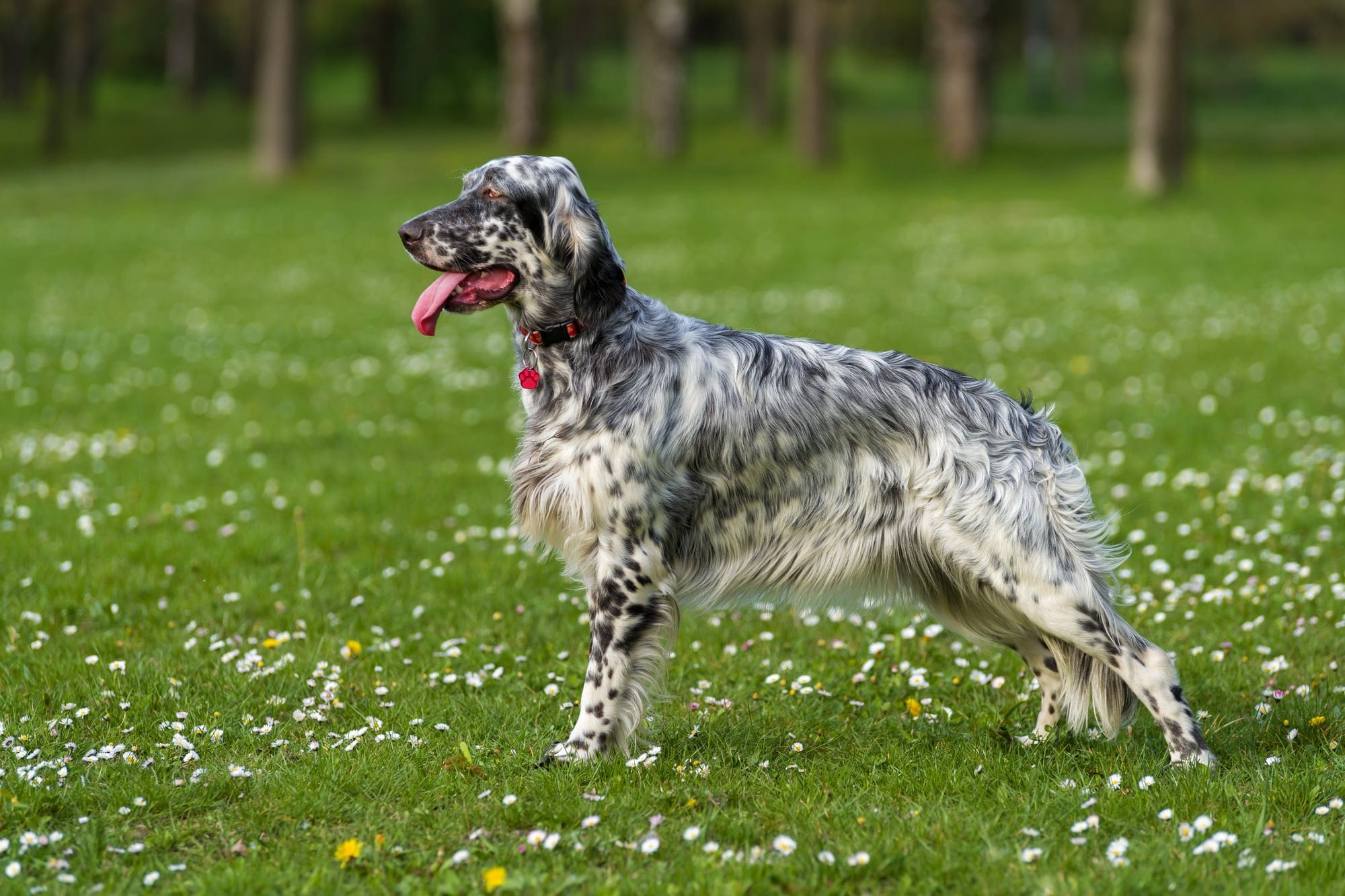 Are English Setters Hunting Dogs