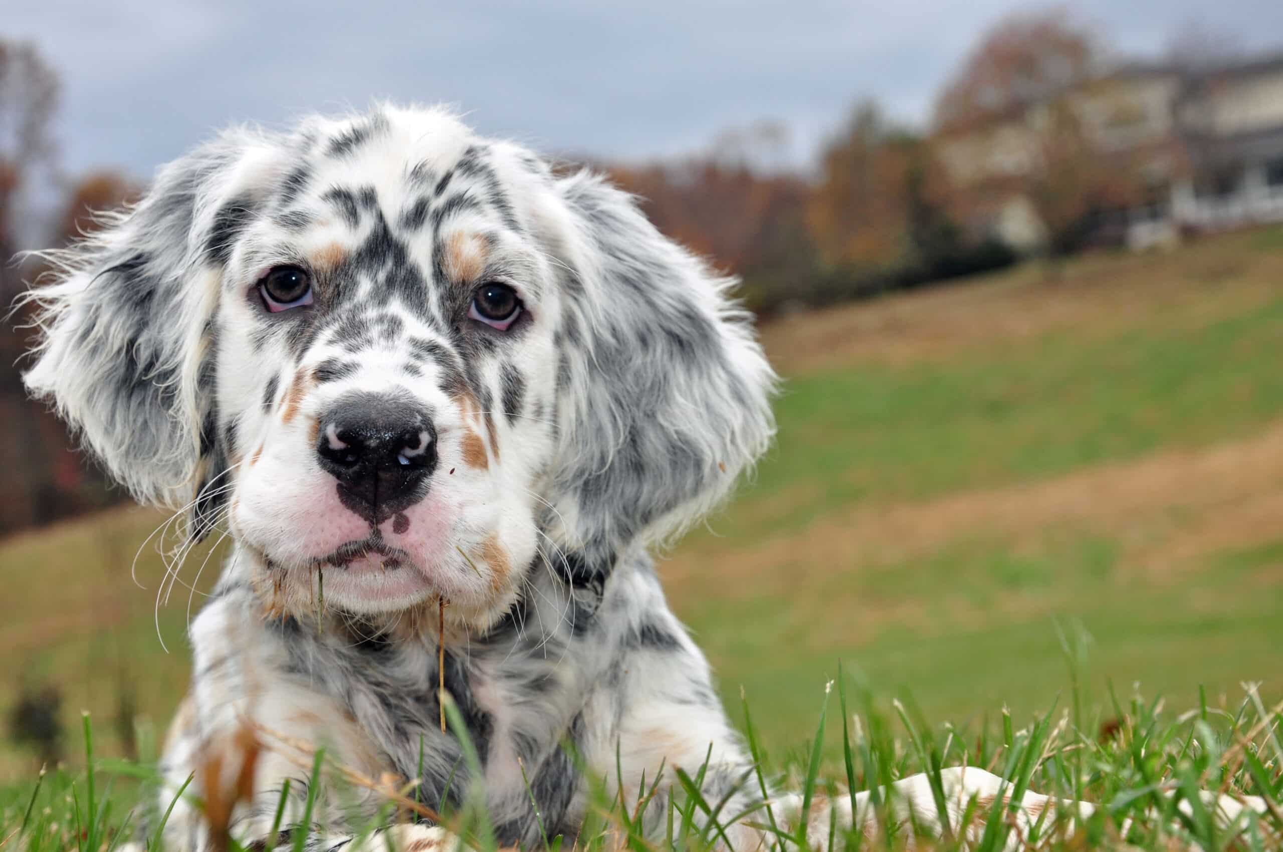 Are English Setters Hypoallergenic?