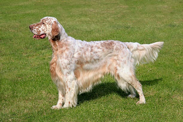 English Setter Breed Dog
