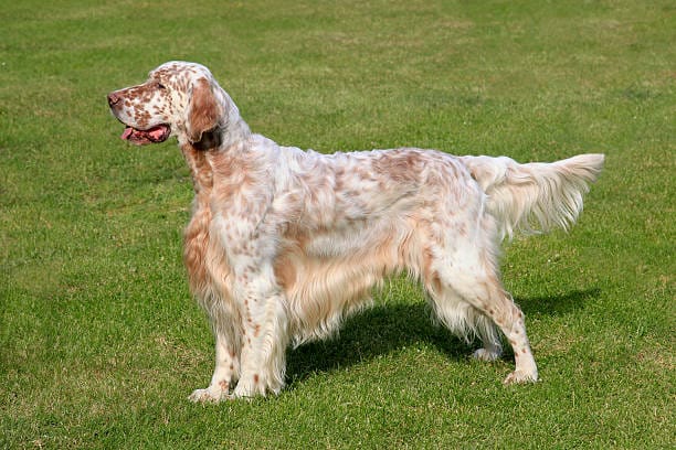 Are English Setters Double Coated