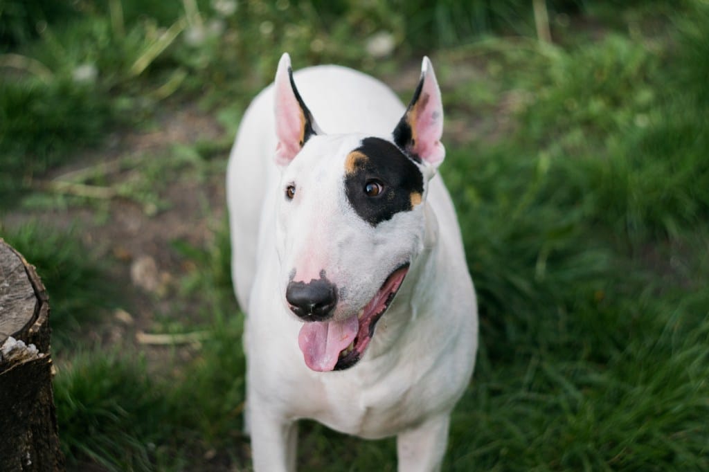 Do Bull Terriers Shed