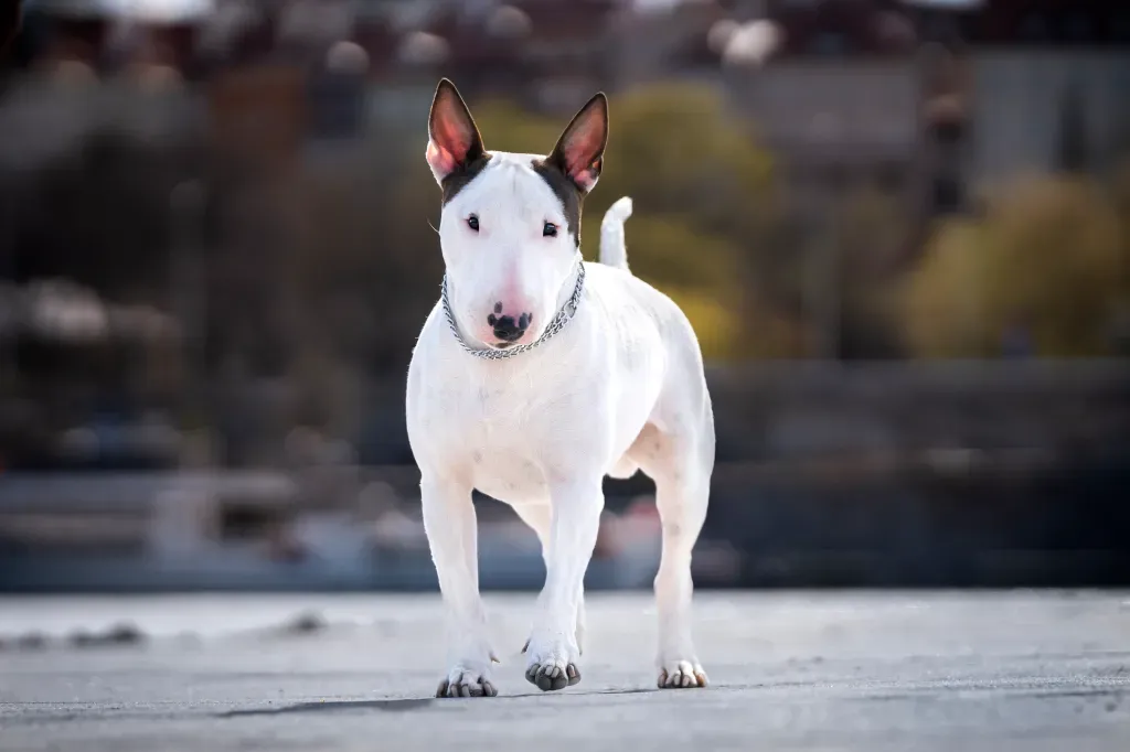 Are Bull Terriers Smart?
