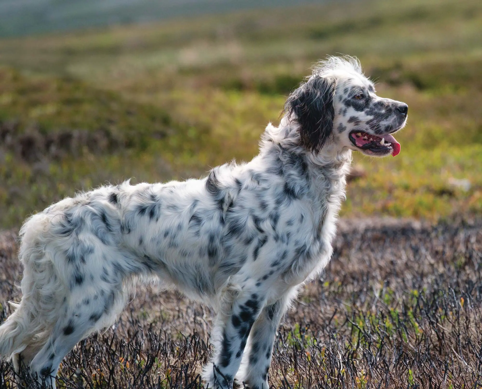 Are English Setters Double Coated