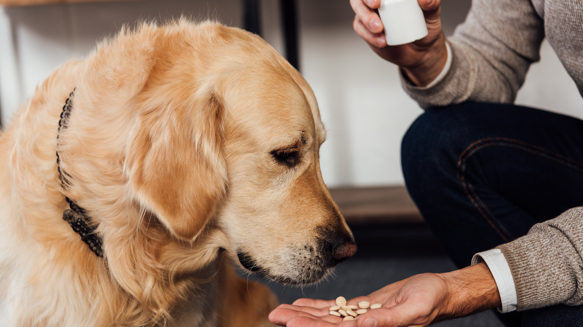 L-Tryptophan for Dogs