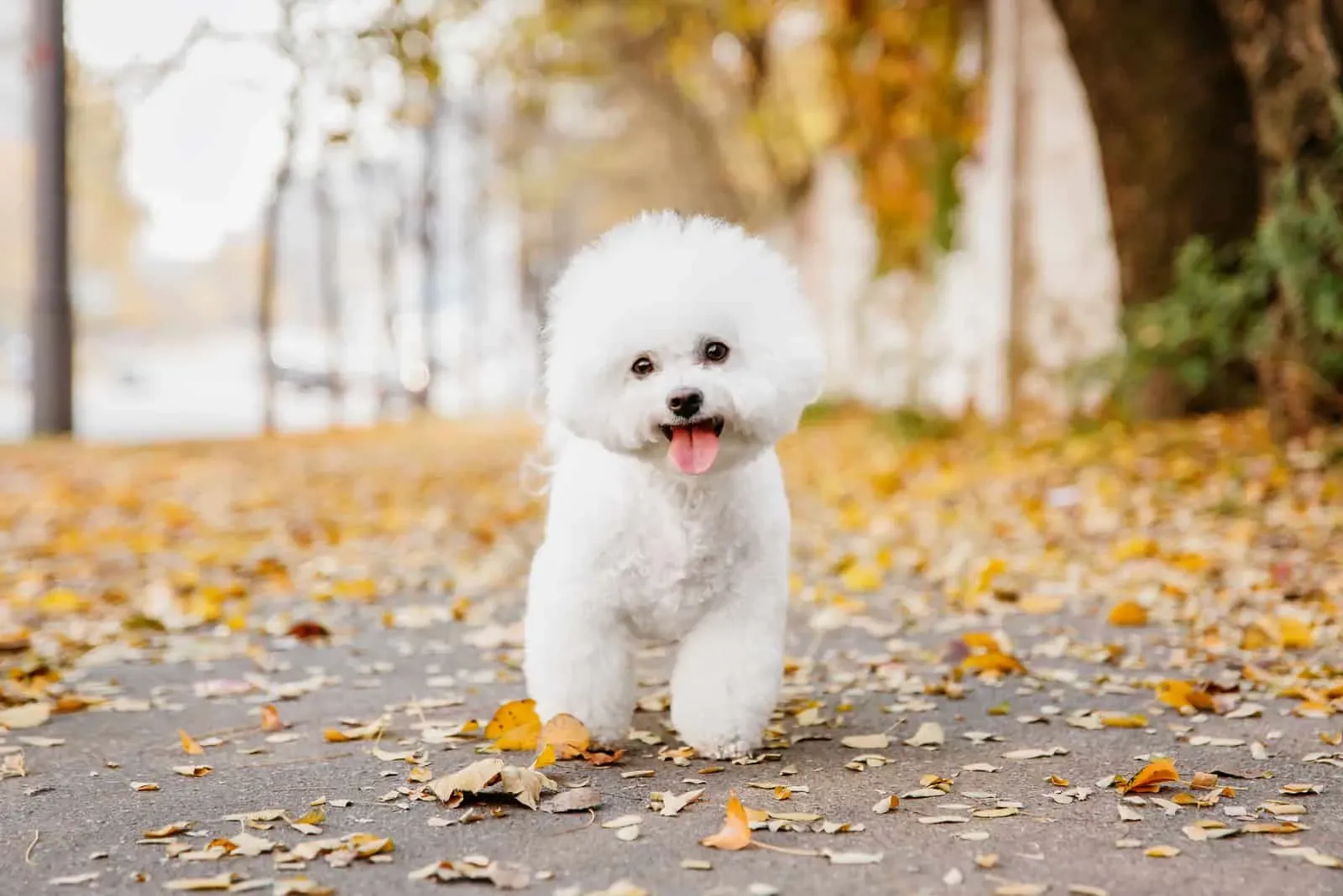 Bichon Frise on road within dry leaf