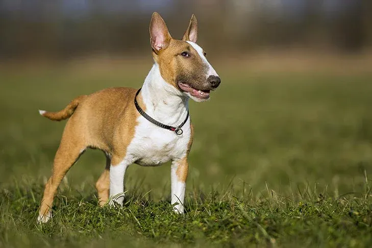 Are Bull Terriers Rare?