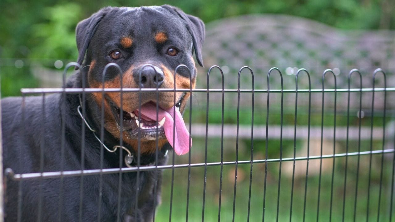 Strong Fence for Rottweiler